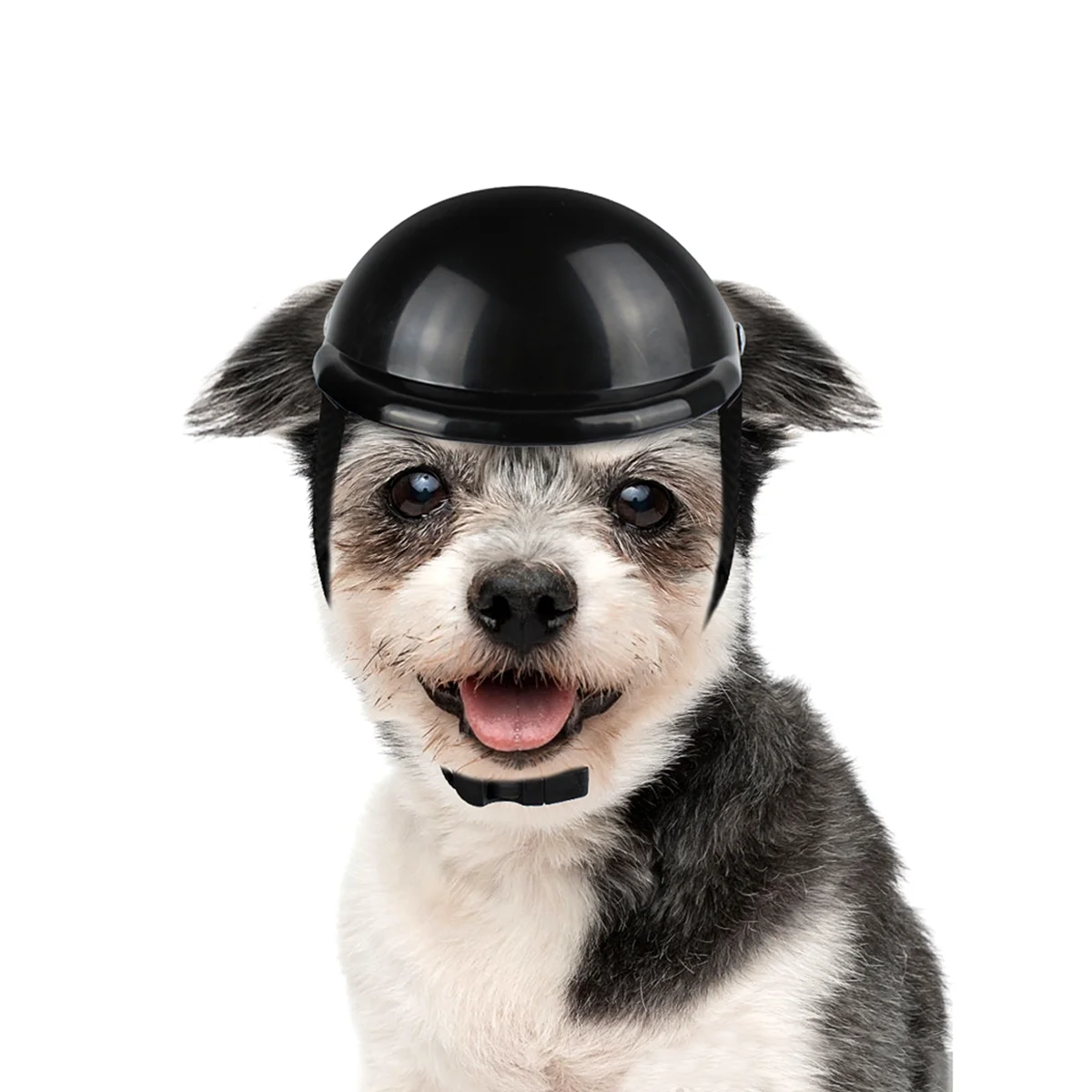 dog motorcycle helmet