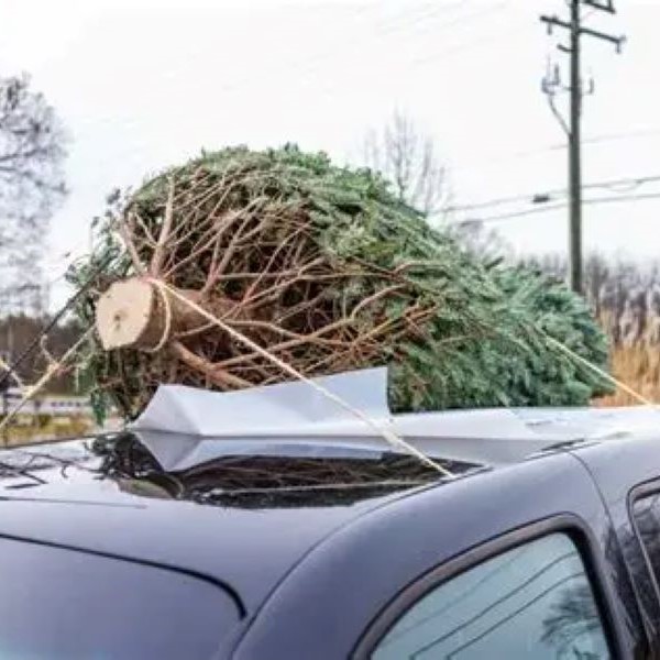 christmas tree on car